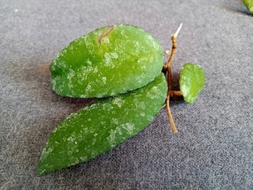 Hoya Caudata Sumatra