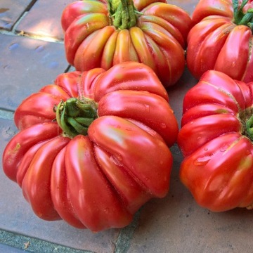 Pomidor Ispolin nasiona kolekcjonerskie