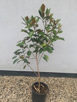 Magnolia zimozielona GRANDIFLORA 