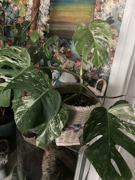 Monstera variegata śliczna wielkie liście