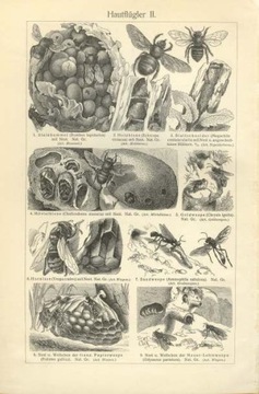 Zwierzęta cz. 12  oryginalne XIX w. grafiki