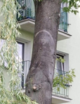 Kora ze świętego drzewa w Parczewie