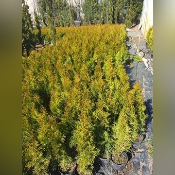 Sadzonka Thuja Tuja Szmaragd 65-70cm