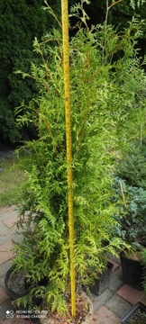 Thuja tuja Brabant  gotowy żywopłot 130-180 cm 