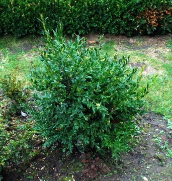 Bukszpan wieczniezielony 'Fiesta' Buxus 098