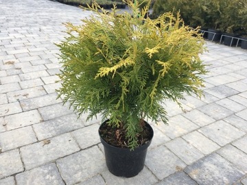 Thuja Golden Globe C3