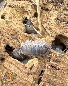 Isopody Kulanki Porcellio spatulatus Coros 10 sztuk