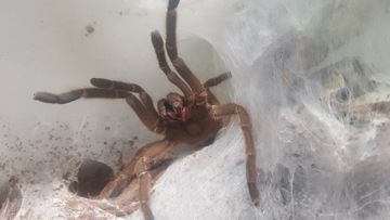 Chilobrachys huahini 