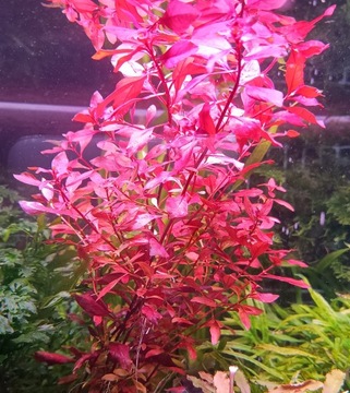 Ludwigia mini red