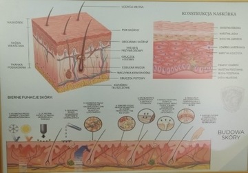 Anatomia przekrój skóry 