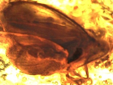 Bursztyn bałtycki z  dużą inkluzją - owad chruścik