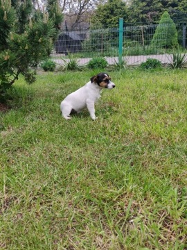 szczenięta Jack Russell terrier rodowodowe 