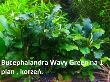 Bucephalandra Wavy Green 1 plan.Hodowla podwodna. 
