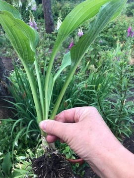 FUNKIA, HOSTA  zielona