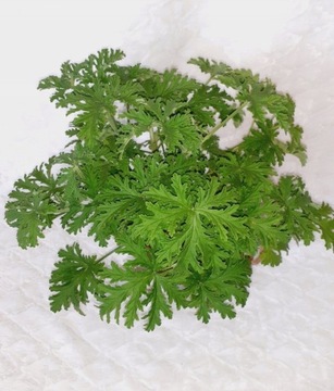 Pelargonia pachnąca Geranium Anginka szczyt