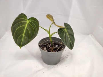 Philodendron melanochrysum -piękne kwiaty 12-14 cm