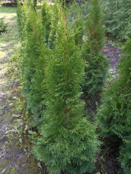 Thuja ,,SZMARAGD"