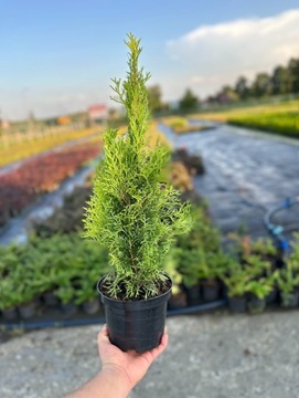 Thuja ( Tuja )  Szmaragd 60-80 cm  Tuje 