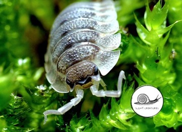 Porcellio spatulatus Coros isopod prosionki 10 szt