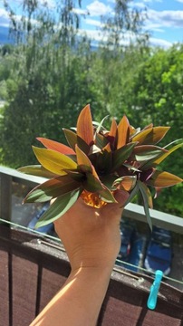 Tradescantia spathacea (dwarf form) 