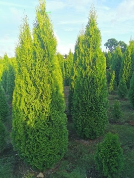 Tuja szmaragd 220-240cm tuje szmaragdowe thuja 