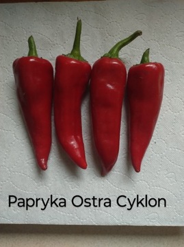 Papryka Ostra Cyklon Nasiona 