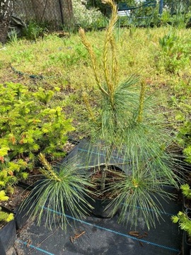 Sosna himalajska (Pinus wallichana) DONICZKA