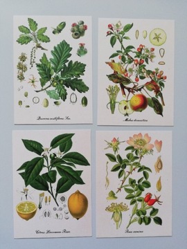 Plakaty/Kartki botaniczne, rośliny, zioła, owoce. 