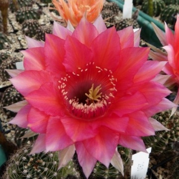 Echinopsis hybryd  CHERRY