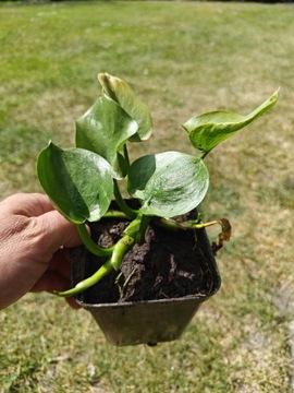 Czermień błotna, Calla palustris