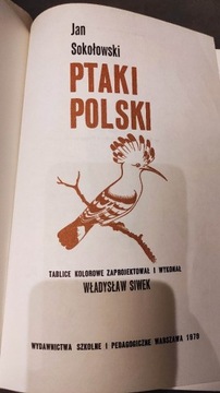 Ptaki Polski Sokołowski 