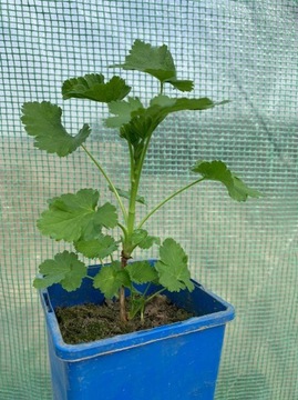 Porzeczka czarna Ribes nigrum SADZONKA P11 20-40 cm