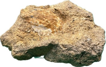 Skamielina małża z Podkarpacia Miocen