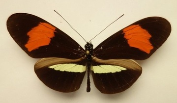 Heliconius melpomene amarylis