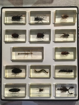 Owady i pajęczaki kolekcja Deagostini UNIKAT
