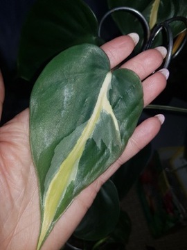 Philodendron cream splash  cięta