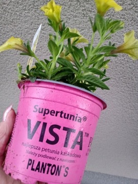 SUPERTUNIA MINI VISTA ,, YELLOW " P10