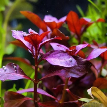 Ludwigia repens Rubin - łatwa czerwień dla każdego