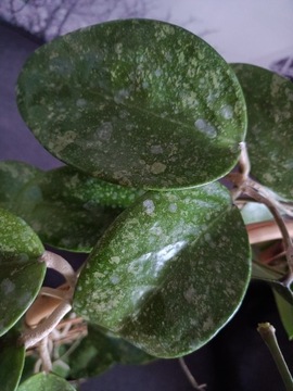 Hoya parasitica lao