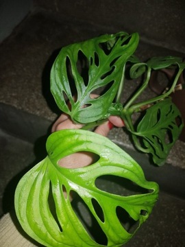 Monstera monkey mask cięta