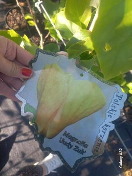 Magnolia - JUDY ZUK - żółte kwiaty