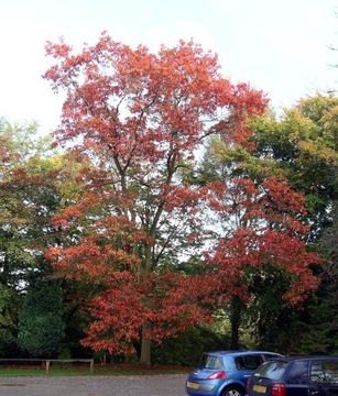 Dąb czerwony 80/120cm Quercus rubra