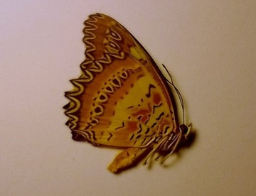 Motyl: Cethosia biblis (Drury, 1773)
