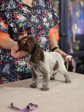 Polski Spaniel Myśliwski szcenięta