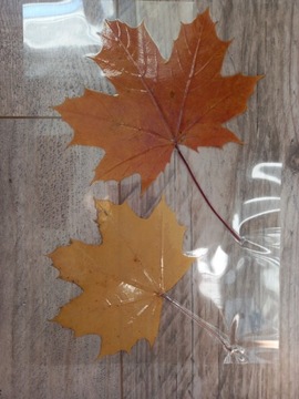Jesienny liść KLON ZWYCZAJNY suszony zalaminowany 