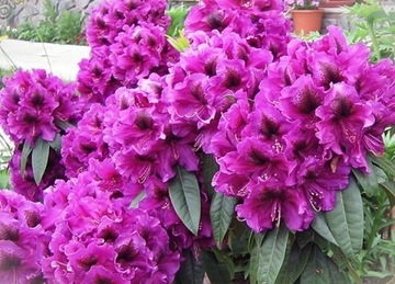 RÓŻANECZNIK 'Purple Splendor' | Rhododendron