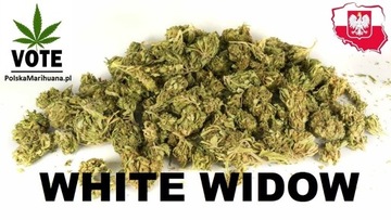 MOCNY susz konopny WHITE WIDOW CBD 40% - 5g