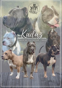 American Staffordshire Terrier Amstaff