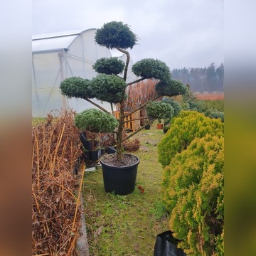 Jałowiec bonsai 200-230cm