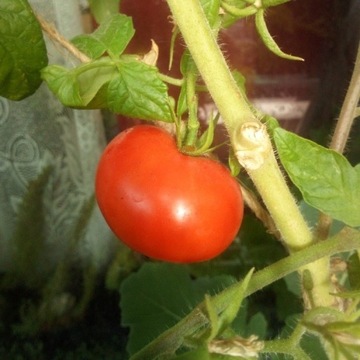 Pomidor Poranek sadz.20..30cm TANIA DOSTAWA
